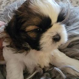 Shih Tzu Puppies from Trinity Shihtzu's So Calif