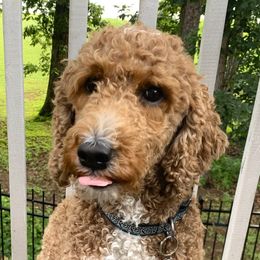 Alice Ann - Goldendoodle