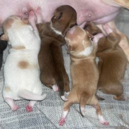 "Bailey’s 4th litter" Chihuahua Puppies from Blue Diamond Chihuahua’s