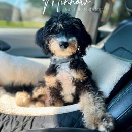 Minnow - Bernedoodle