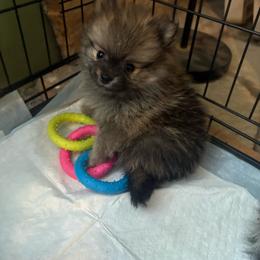 Hazel - Cream sable female Pomeranian puppy in Texas from Tiny Tornado Poms