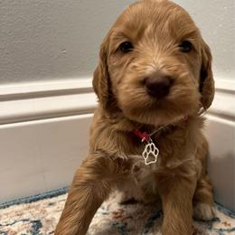 Fuscia Girl - Apricot female Goldendoodle puppy in Largo, Florida from My Favorite Doodle