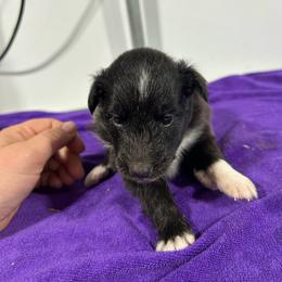 Teal - Black and white female Shetland Sheepdog puppy in Fontanelle, Iowa from Jensen Farms Shelties