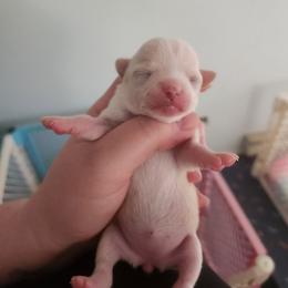 June - Cream and white female Chihuahua puppy in Ashtabula, Ohio from Paw's & Awe's Chihuahuas