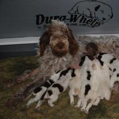 Spinone Italiano Puppies from Boe Dogs