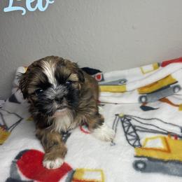 Leo - Brindle male Shih Tzu puppy in Houston, Texas from Pup Paw-lace