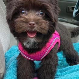 Yorkshire Terrier All Grown Up from Betterthan Chocolate Yorkies
