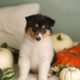 Chanel - Black white and tan female Collie puppy in Huffville, Virginia from Blackberry Hills Cattle dogs and Collies