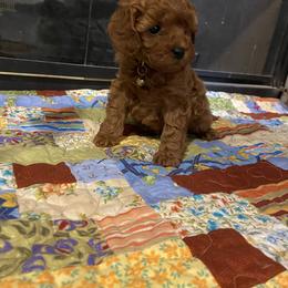 Cavapoo and Goldendoodle Puppies from Magnolia Prairie Doodles