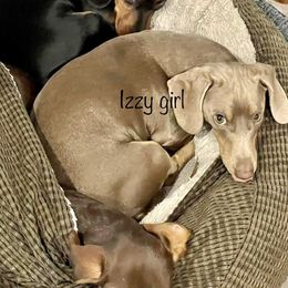 Izzy - Dachshund