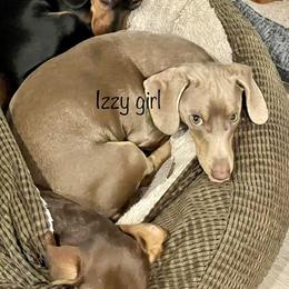 Izzy - Dachshund