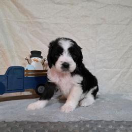 Eve - Black and white female Sheepadoodle puppy in Weatherford, Texas from Oodles of poodles and doodles