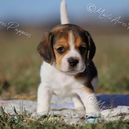 AKC 'Ricky' - Black tan and white male Beagle puppy in Lamar, Missouri from Marti Acres ~ Boston Terrier & Beagles
