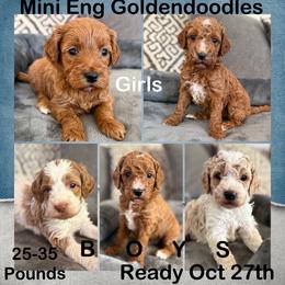 Goldendoodle puppies from AZ Designer Goldendoodles