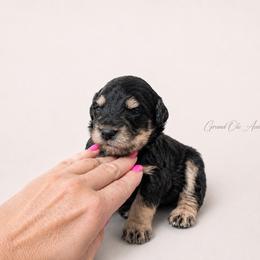 Walker - Black phantom male Aussiedoodle puppy in Weatherford, Texas from Grand Ole Aussies