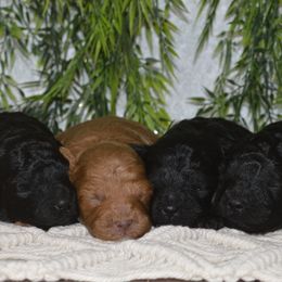 Cavapoos, Maltipoos, and Poodles from Gemini's Cavapoos