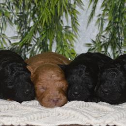 Cavapoos, Maltipoos, and Poodles from Gemini's Cavapoos