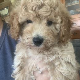 Poppy - Apricot female Goldendoodle puppy in Haddam, Kansas from Golden B Acres