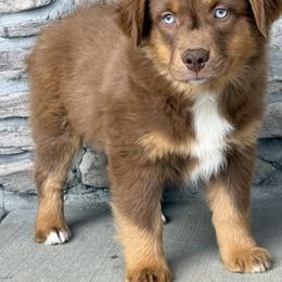 Miniature Australian Shepherd Puppies from Copper Creek Aussies