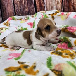 Jessie - Piebald female Dachshund puppy in Malad City, Idaho from Mountain Sage Dachshunds
