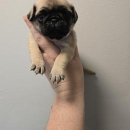 Girl 1 - Fawn female Pug puppy in Auburn, Kentucky from Prentice Family Pugs