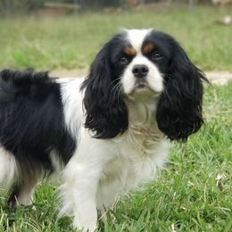 Tansy - Cavalier King Charles Spaniel