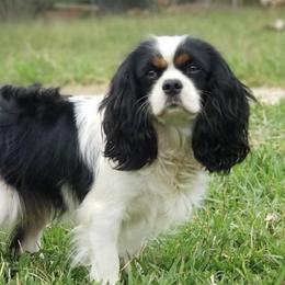 Tansy - Cavalier King Charles Spaniel