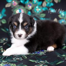 Ridge - Black tri-color male Australian Shepherd puppy in Herriman, Utah from Painted Blue Aussies