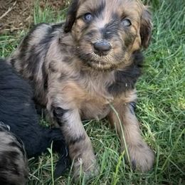 Aussiedoodle Puppies from Seattle Aussiedoodles