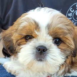 Shih Tzu Puppies from ShihTzuki Pups