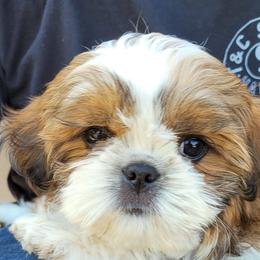 Shih Tzu Puppies from ShihTzuki Pups