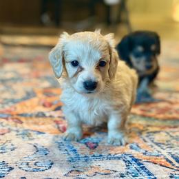 Phil - Cream male Dachshund puppy in Hornbeck, Louisiana from A&Z Mini Dachshunds
