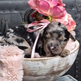 Bella - Merle female Springerdoodle puppy in Fargo, North Dakota from Dakota SpringerDoodles