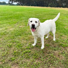 Lilly - Yellow female Labrador Retriever puppy in Amery, Wisconsin from Cornerstone Kennels