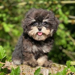 Tea cup Buttons - Black & tan tri-color male Maltipoo puppy in Bellingham, Washington from My Sweet Poodles and Doodles