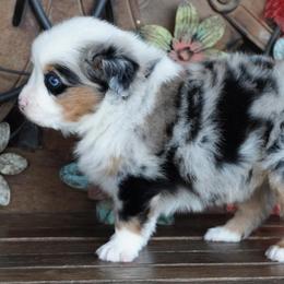 Girl 1 - Blue merle female Miniature Australian Shepherd puppy in Lawton, Oklahoma from Lindsey’s Aussies