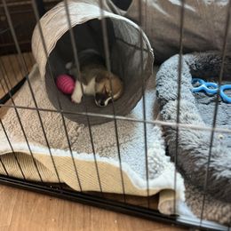 Pembroke Welsh Corgi Puppies from The Corgi Nest