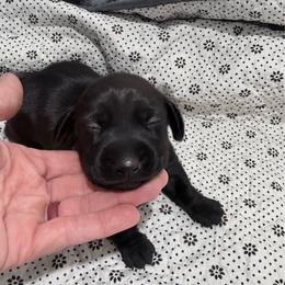Latte - Black female Dachshund puppy in Nevada, Missouri from Backroad Fur Babies