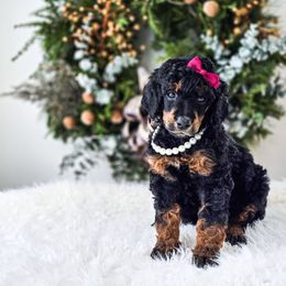 Fern - Phantom female Poodle puppy in Gaylord, Michigan from Dog Mom Co.