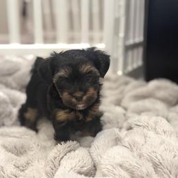 Belle - Black and tan female Yorkshire Terrier puppy in Blackfoot, Idaho from Top Knot Yorkies of Idaho