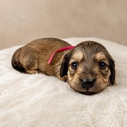 Pink Girl - Black and cream female Dachshund puppy in Crandall, Texas from The Weenie Hut LLC