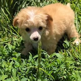 Ileana Long Star Angel - Apricot female Chinese Crested puppy in Amarillo, Texas from Victoria's Chinese Cresteds Long Star Angels