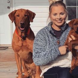 Labrador Retrievers from Rustic Creek Labradors