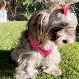 Yorkshire Terriers from Nizzle Kinnels