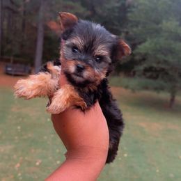 Boy 3 - Blue and gold male Yorkshire Terrier puppy in Louisburg, North Carolina from Nell’s Adorable Yorkshire’s