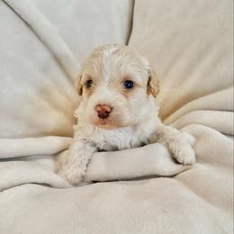 Clarence - Parti male Labradoodle puppy in Bruceton Mills, West Virginia from Adonai Ra'ah Farms
