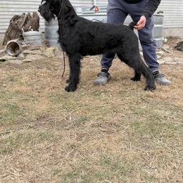 Lisa Marie - Giant Schnauzer
