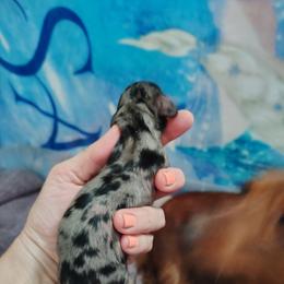 Boy 1 - Dapple male Dachshund puppy in Clayton, Indiana from Love Struck Miniature Dachshunds