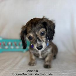 Aladdin - Brindle male Dachshund puppy in Lexington, Oklahoma from BooneDox Miniature Dachshunds