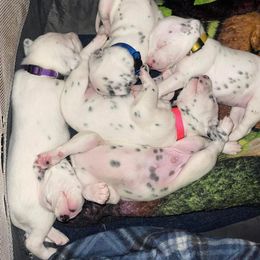 Dalmatian Puppies from The Exquisite Dalmatians